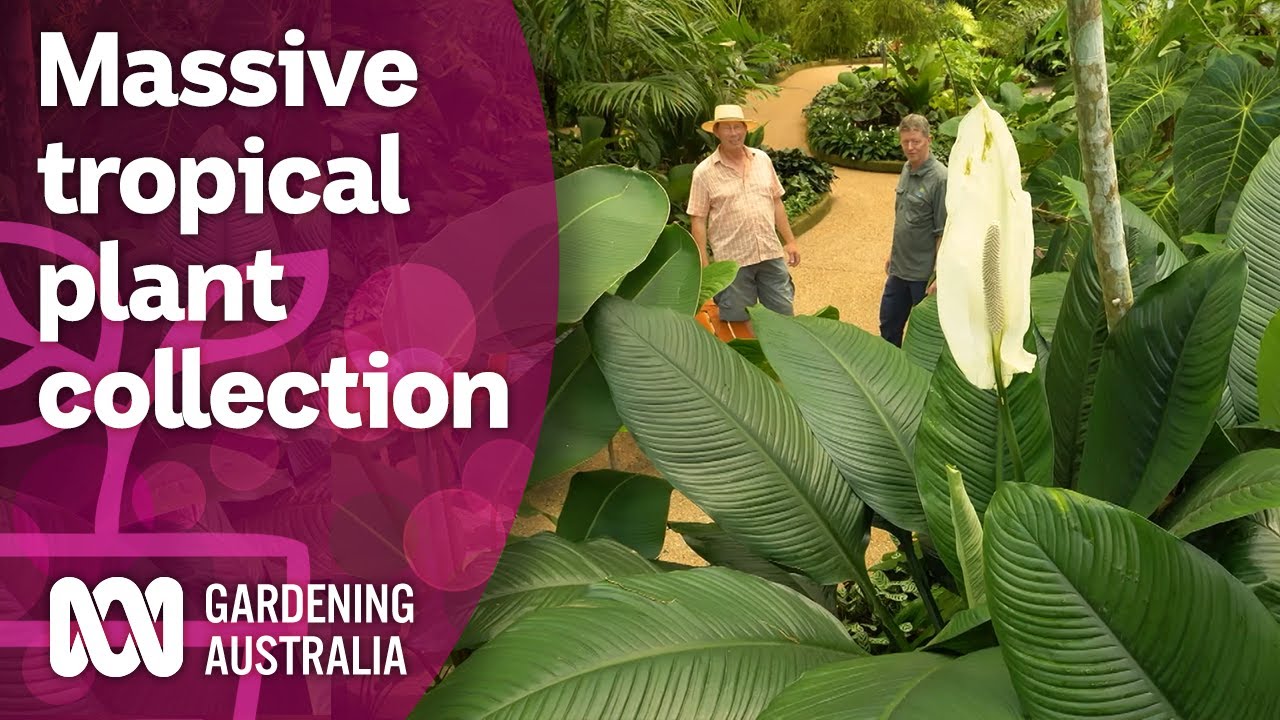 Exploring a massive collection of rare tropical plants | Discovery | Gardening Australia