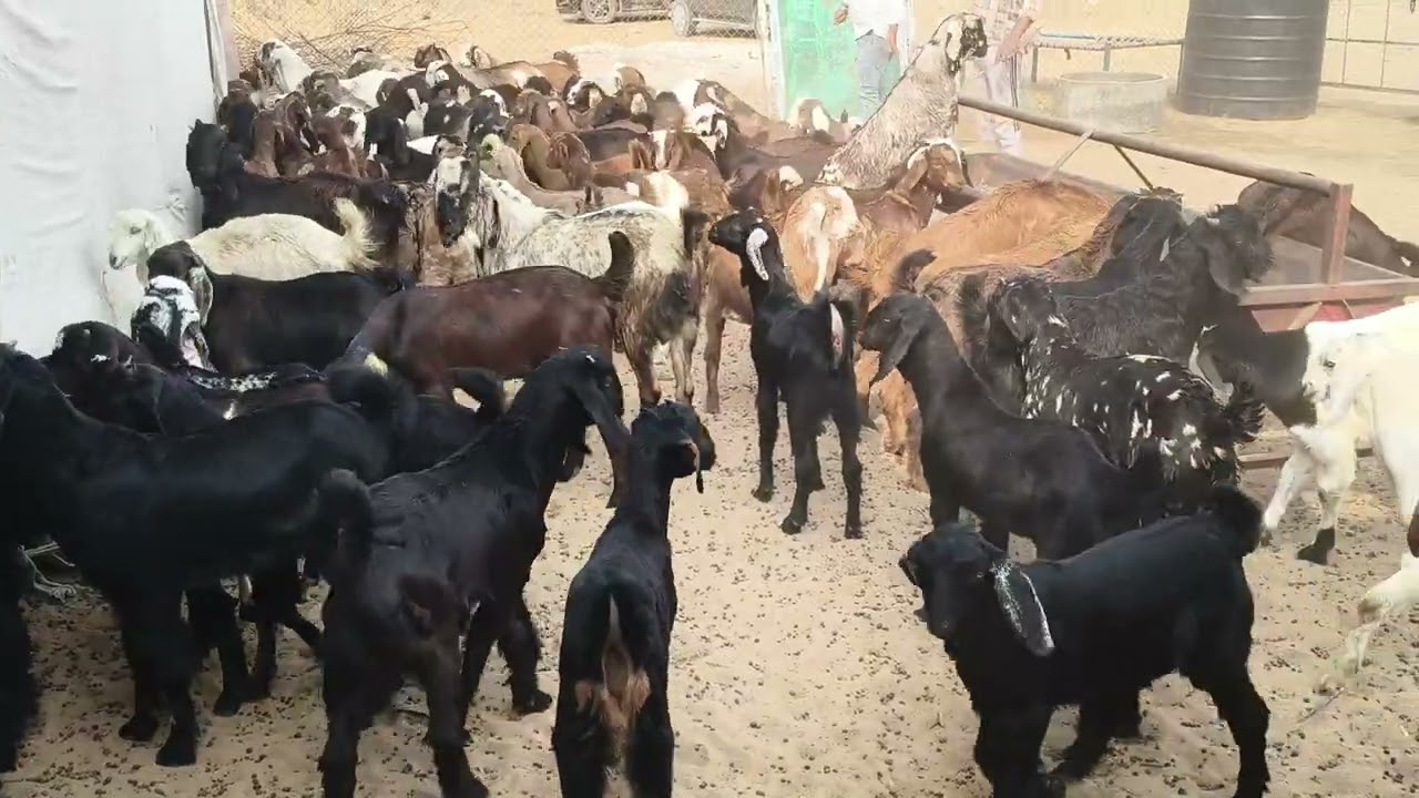 Mix goat only 250 kg call now 7240212525