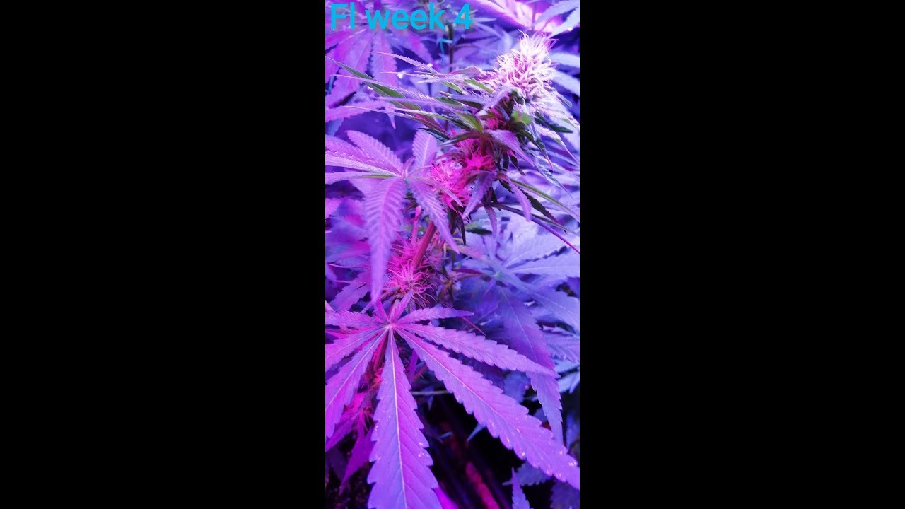 Amnesia Lemon & Critical. Flowering week 4