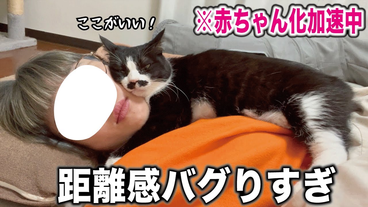 この距離感が当たり前だと思ってる愛情表現激しめの人間みたいな甘えん坊猫