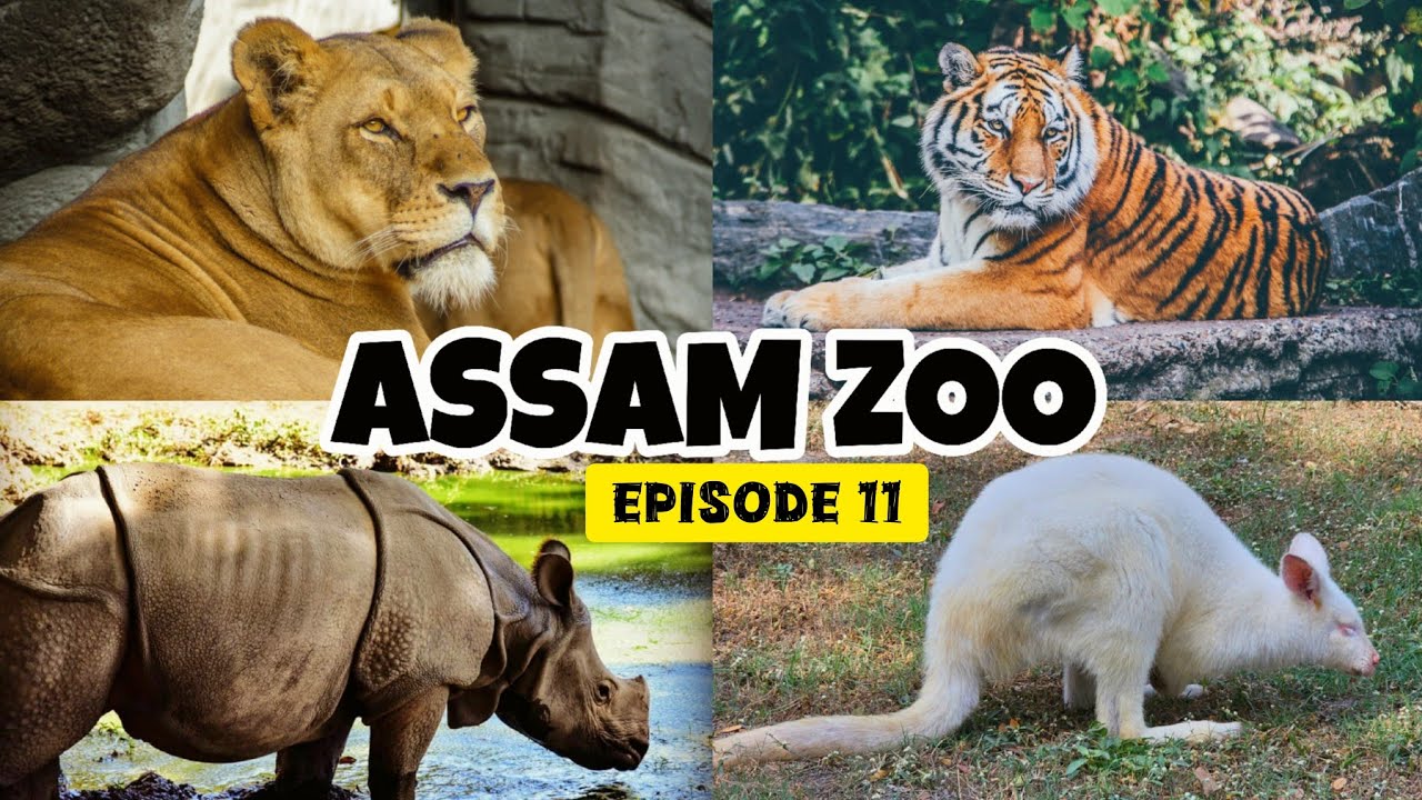 Assam State Zoo Cum Botanical Garden | Guwahati Zoo | Assam Zoo Ticket Price & Detailed Information