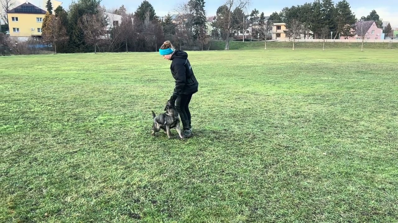 Zoya z Jukasu - obedience training - 5 months old