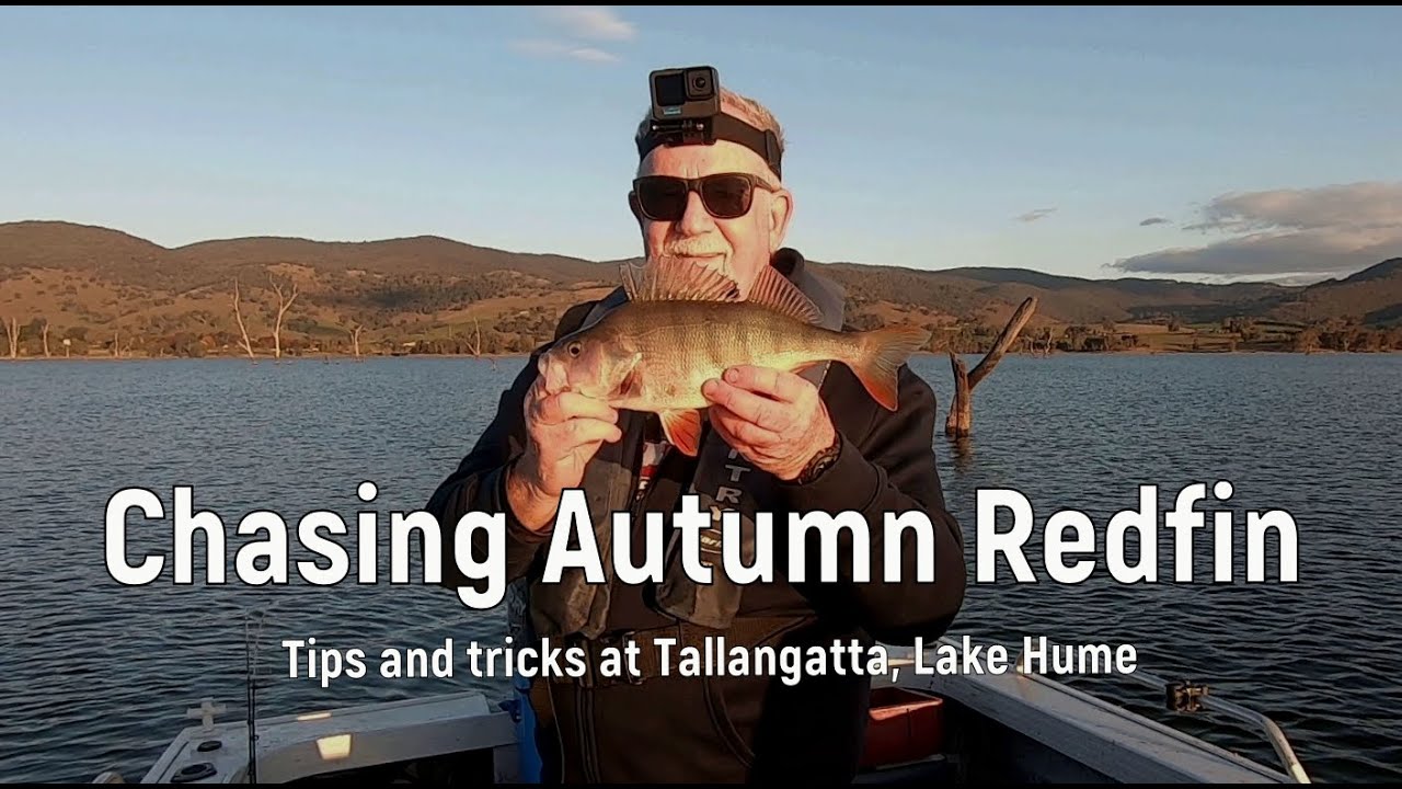 Chasing Autumn Redfin - Tips and tricks at Lake Hume