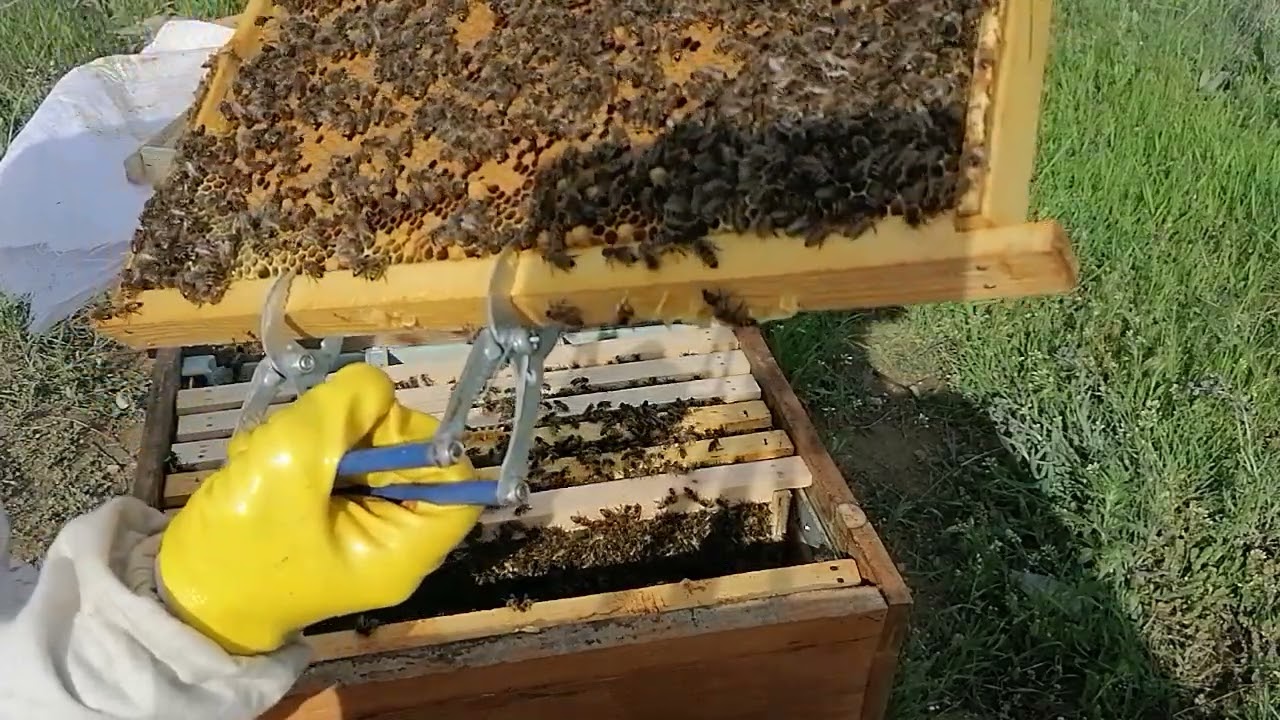 Karpat farkı. Kuluçkalığı yenileme