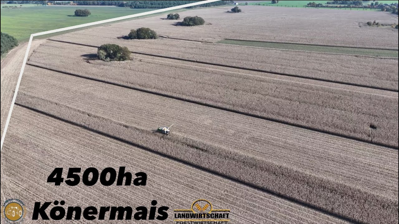 Die Fl&auml;che muss noch ab! Lohnauftrag 4500ha K&ouml;rnermais Dreschen LU Westhoff in der Maisernte Claas