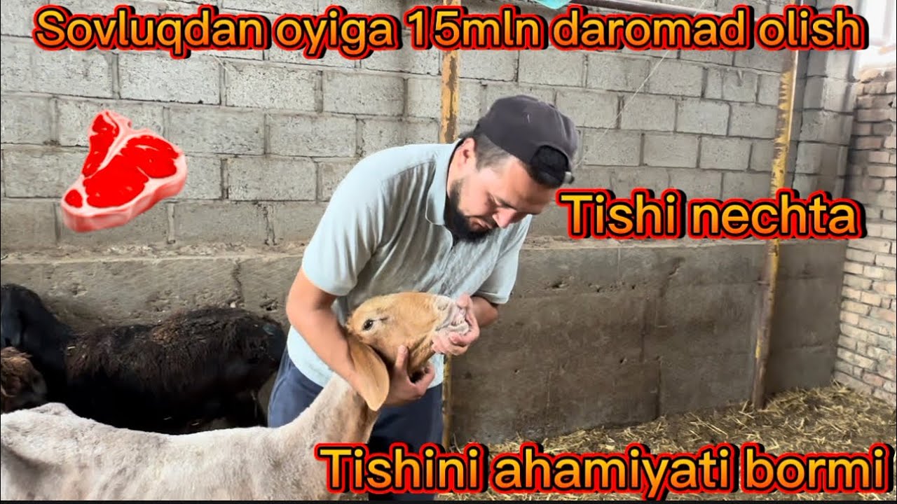 Тиши тукилган куйлардан ойига 15млн даромад килиш сирлари 💯 % Текширилган