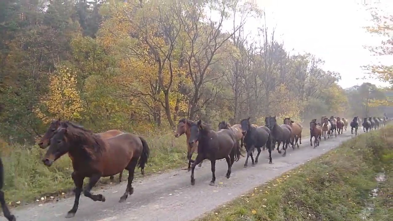 Spęd koni huculskich Regiet&oacute;w 15.10.2022