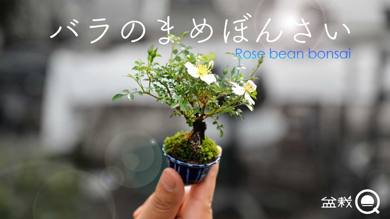 かわいい！挿し木で育ったバラで豆盆栽を作ろう！【盆栽Q】