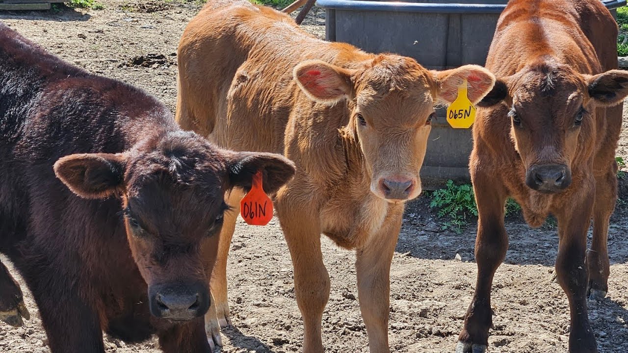 A glimpse of life on Flynn Fork Farms