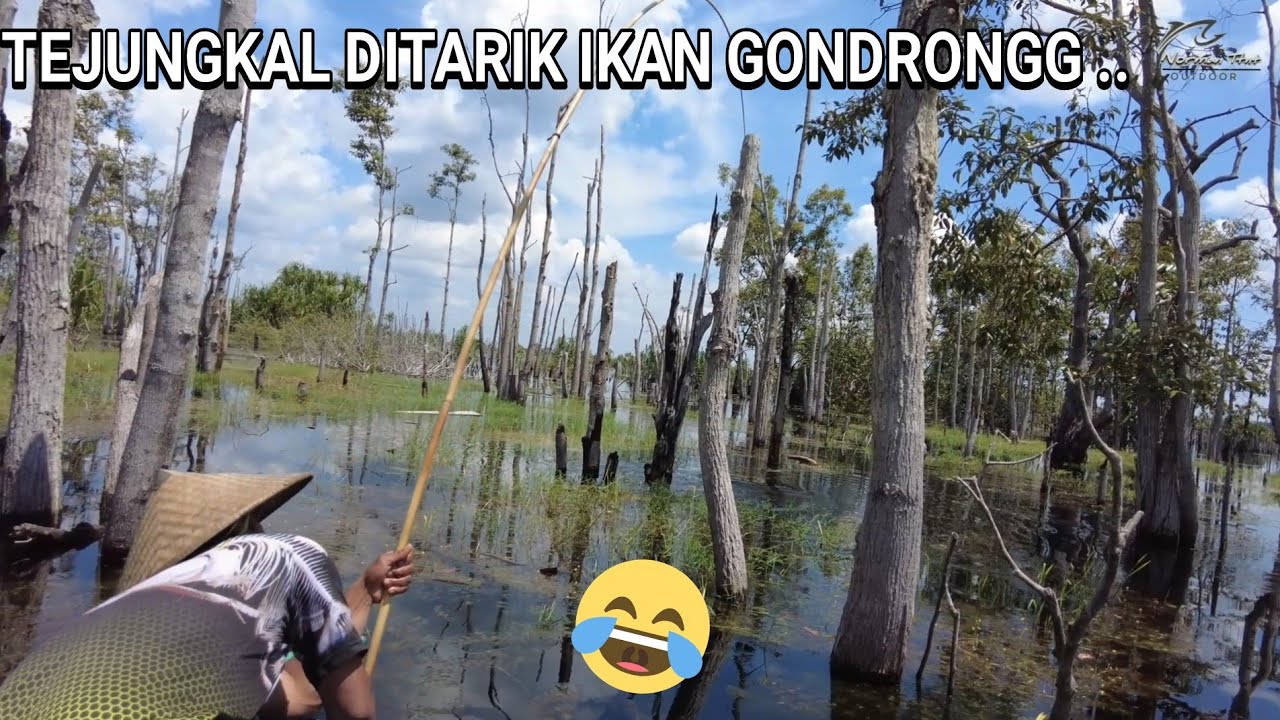 MANCING DI DANAU BUAY4 , MANG DIMAN DITARIK IKAN GONDRONG .. 😂😂