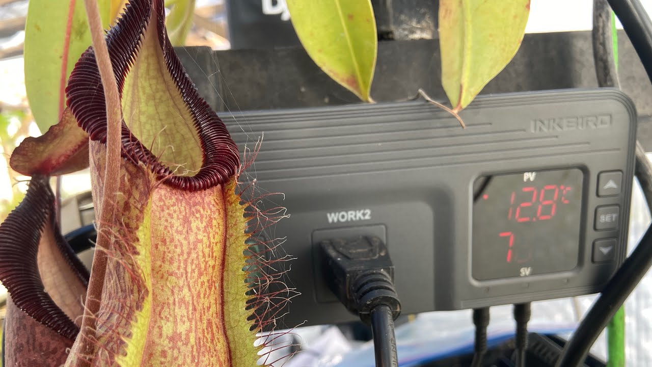 Nepenthes Greenhouse Tour & New InkBird ITC-608T Cooling and Humidity controller