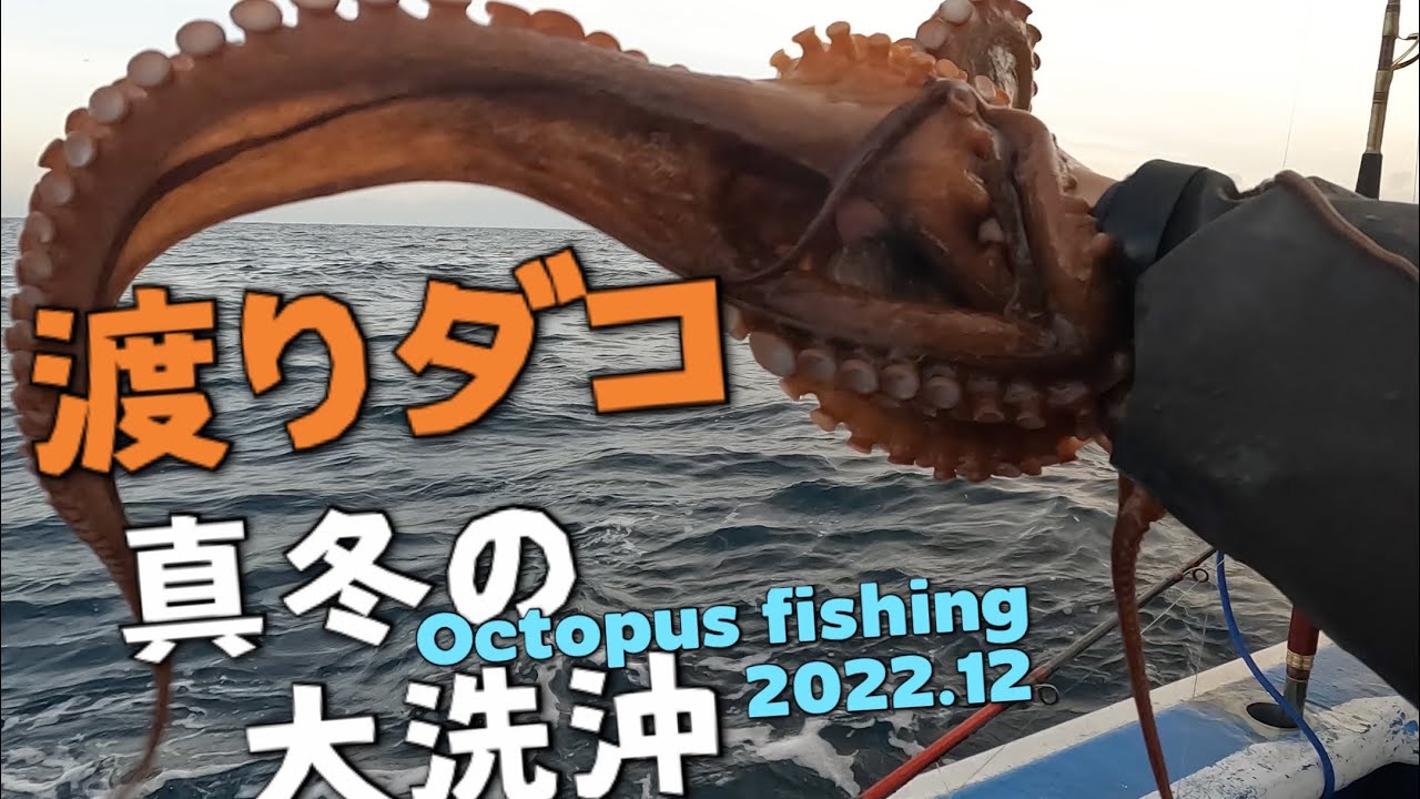●4K●渡りダコ　マダコ　大ダコ狙い　真冬の大洗沖　DAIWA メタリアエギタコ　FUNE ●octopus fishing