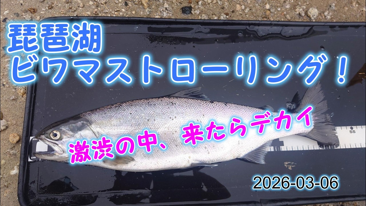 2026-03-06  ビワマストローリング調査50UPゲット！