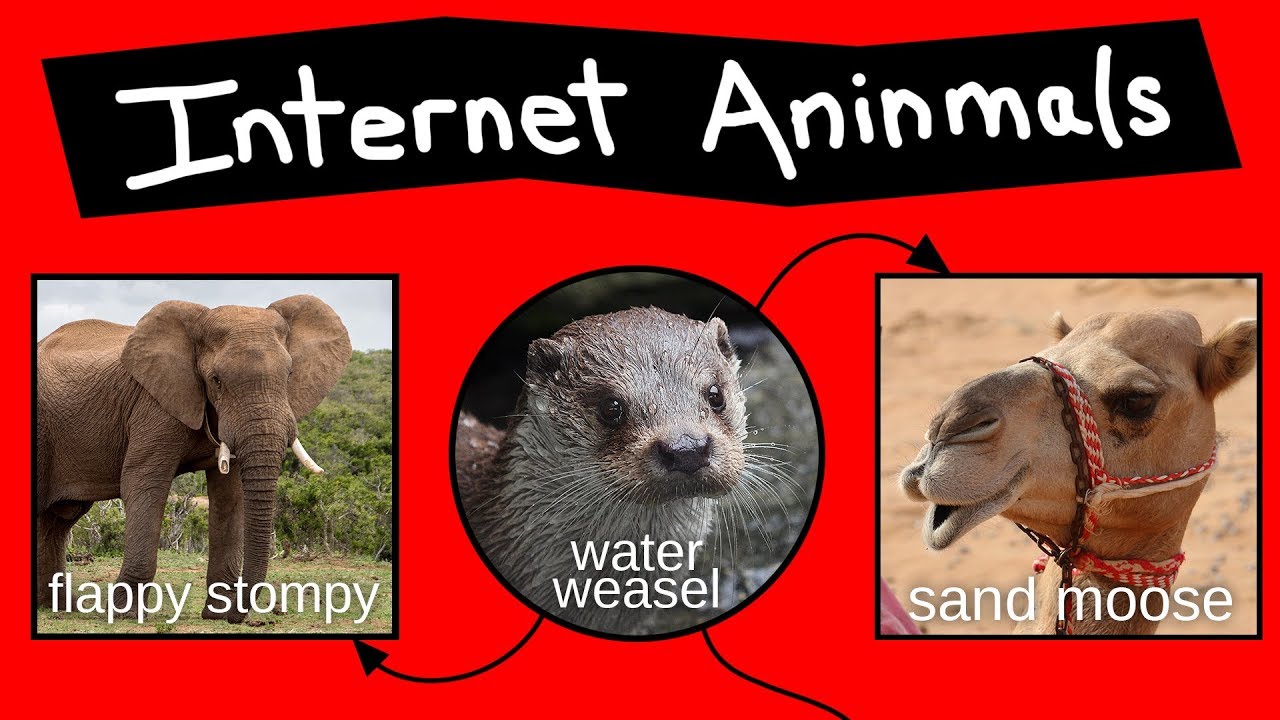 Internet Aninmal Names