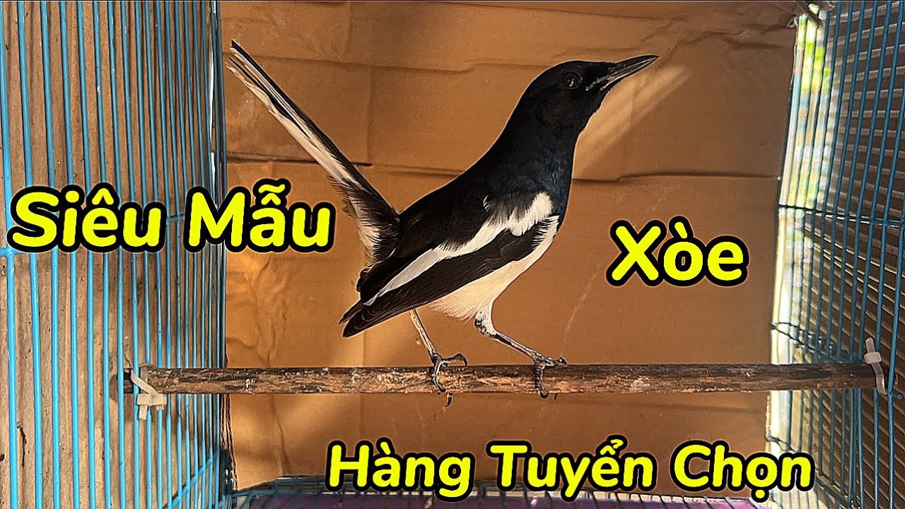 21-12  Choè Than Mép Tuyển Siêu Mẫu Hot Gi.á Rẻ Cho Ae Gột Rũa