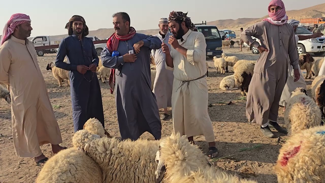 سوق مواشي الانبار قضاء حديثه علوة بروانه #عبدالله_الطيب #مواشي #طليان #طلي #غنم #نعاج #مواشي #اغنام