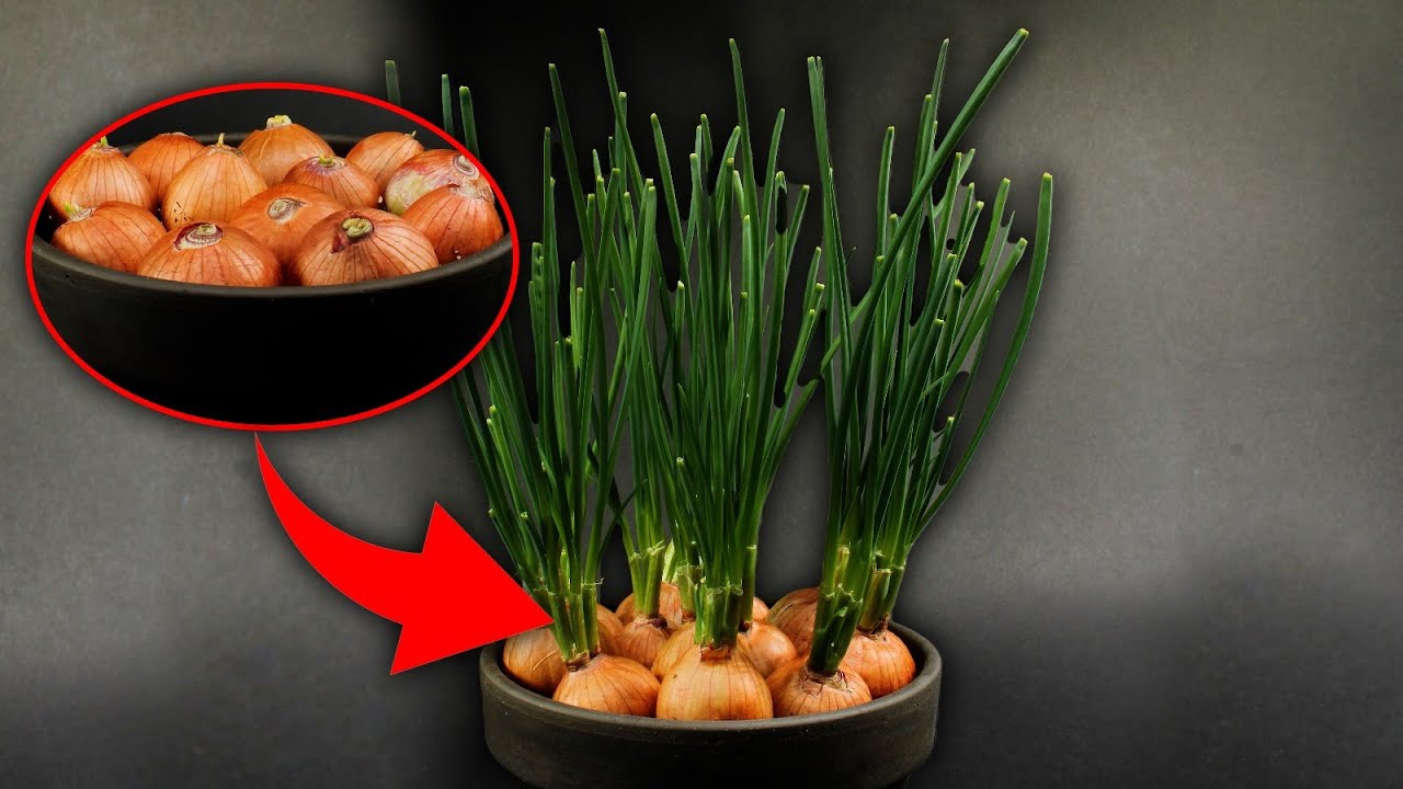 Green onion Timelapse: &infin; INFINITE GROW HACK &infin;