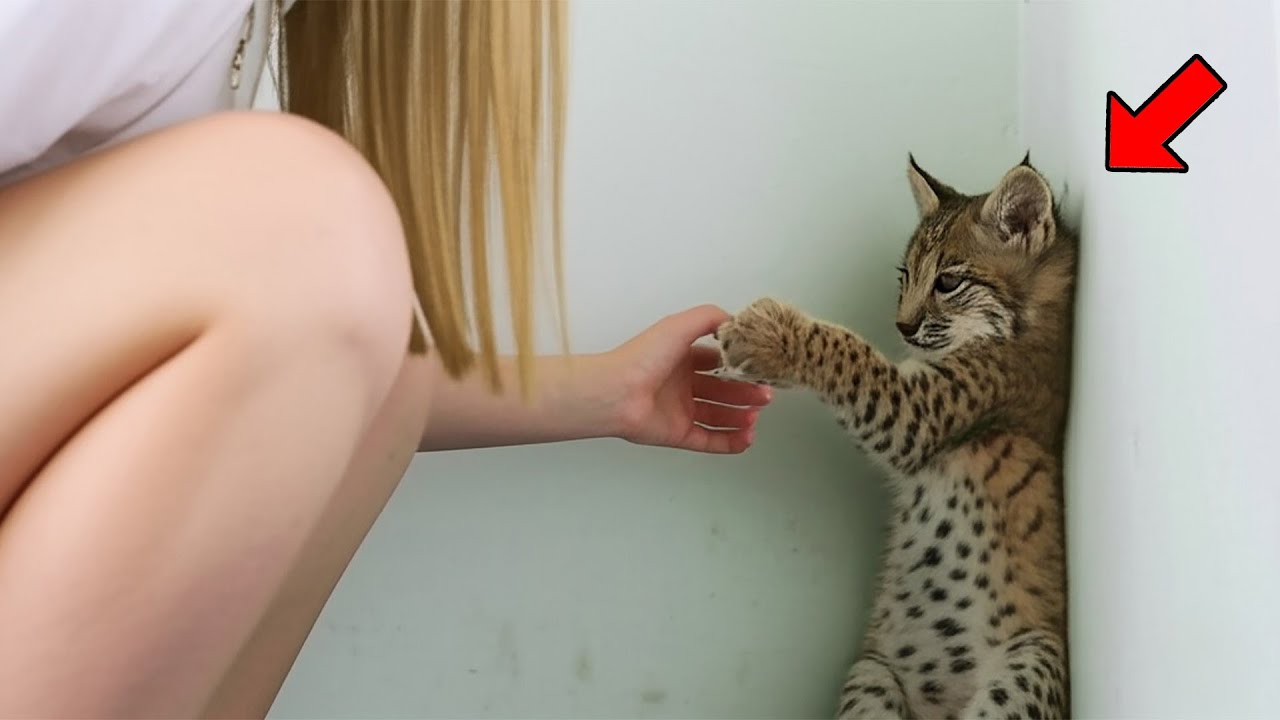 Terrified Bobcat Kitten Faced the Wall for Days—Until This Woman's Gentle Hand Changed Everything