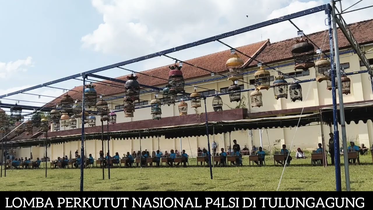 LOMBA BURUNG PERKUTUT NASIONAL P4LSI DI TULUNGAGUNG JAWA TIMUR 