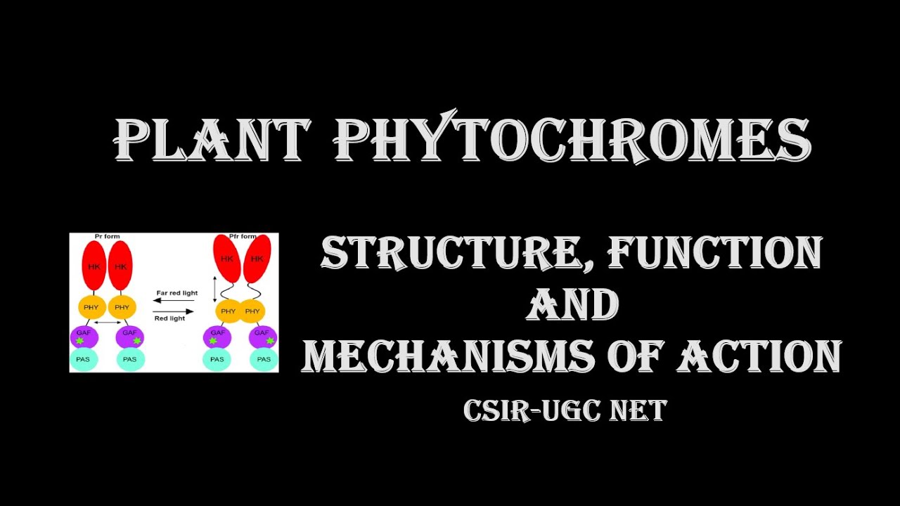 Phytochromes: Structure, Function & Mechanisms of action
