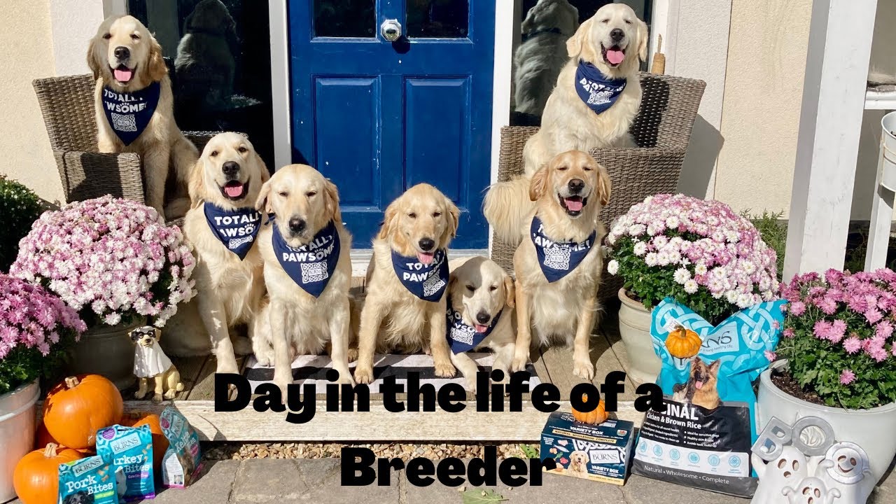 Day in the life of a Dog breeder
