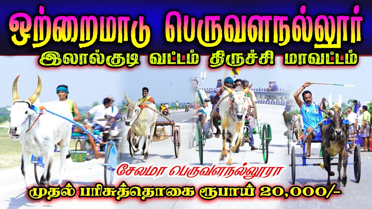 பெருவளநல்லூர் ஒற்றைமாடு (18.01.2026) இலால்குடி பந்தயம் #perai_raj_digital #reklarace2026