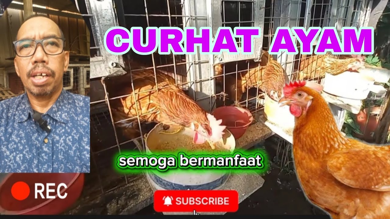 CERITA PROSES PELIHARA AYAM PETELUR 