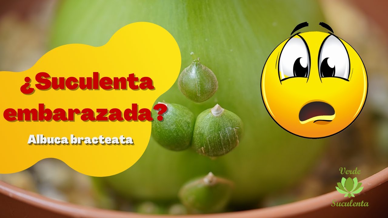 Cebolla de la SUERTE. Albuca bracteata.