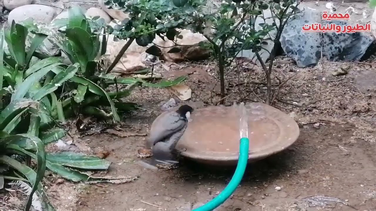 صورنالكم جولة داخل المحمية استحمام الطيور