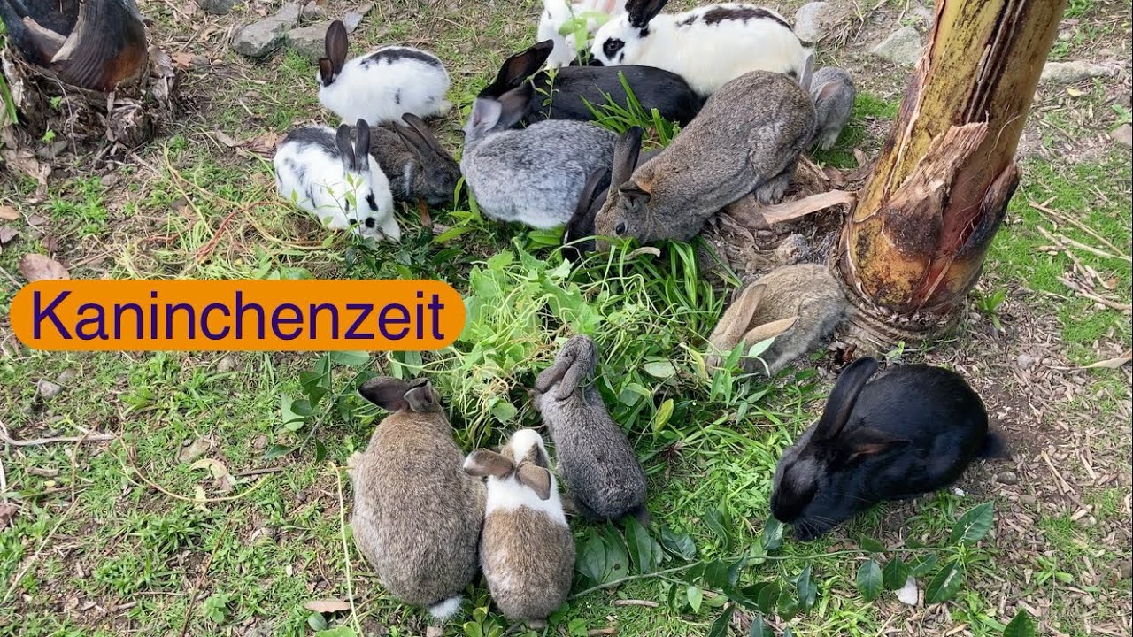 Meine Kaninchenhaltung im Selbstversorger Bereich.