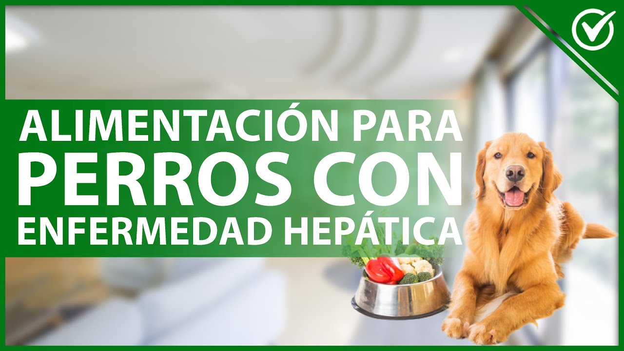 🐩 &iquest;Qu&eacute; dieta debe llevar un PERRO con enfermedad hep&aacute;tica? - Alimentaci&oacute;n ideal 🍏🐩