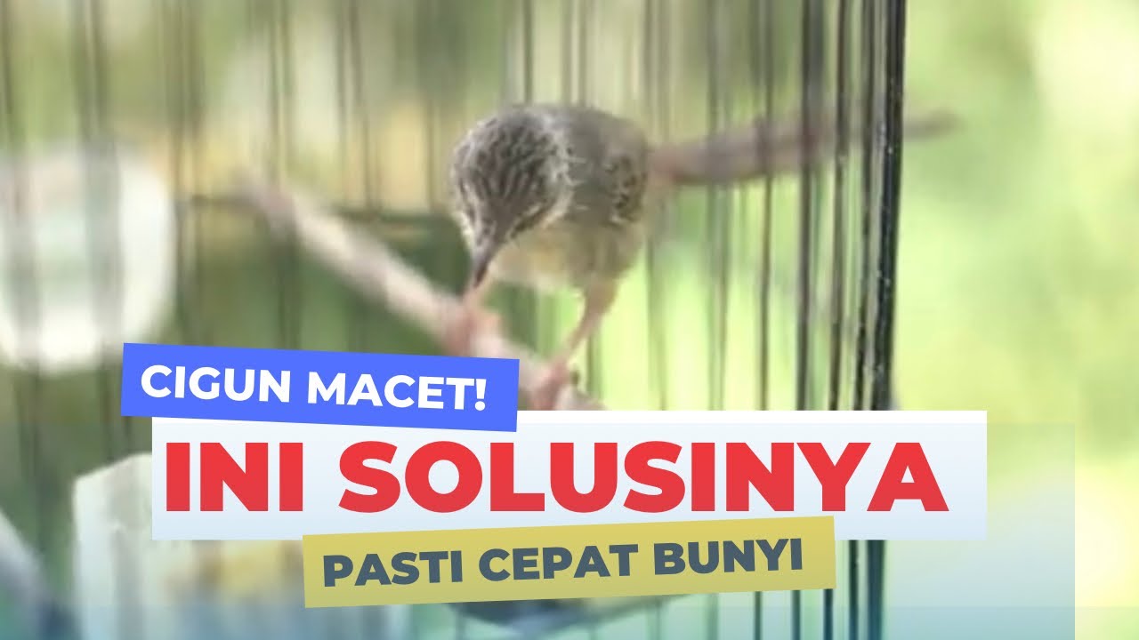 cara mengatasi cigun macet bunyi
