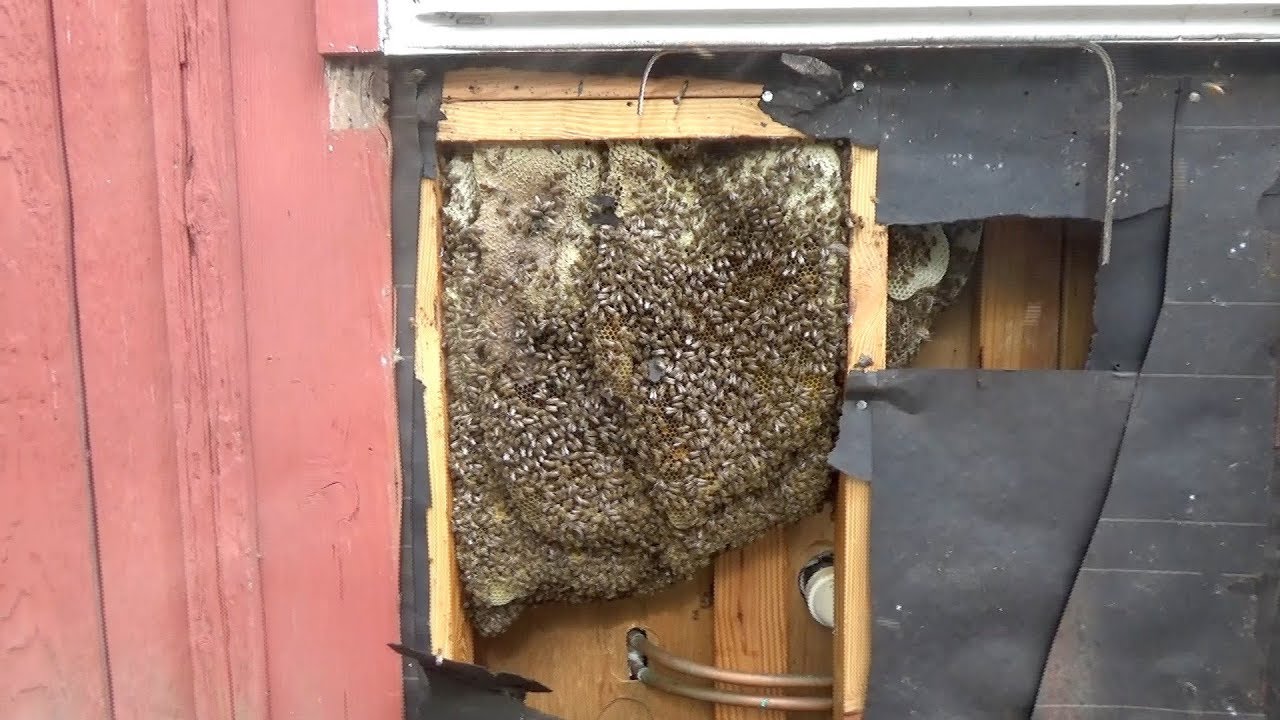 Bees in a wall.  Removal and relocation.