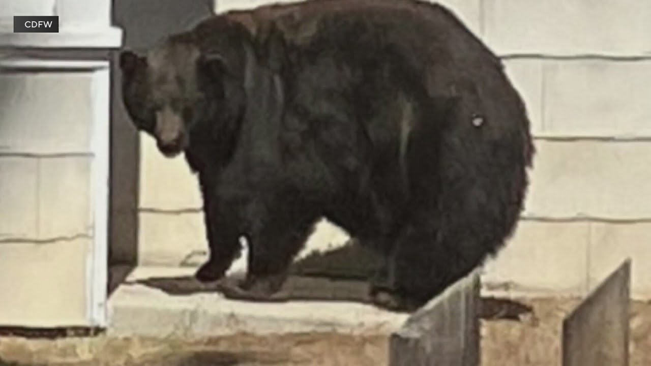 “Hank the Tank,” bear blamed for string of Tahoe break-ins, captured along with her cubs