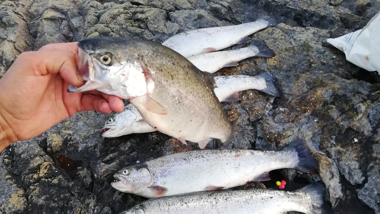 اسهل طريقة لصيد السمك السلمون في السويد - Fishing rainbow