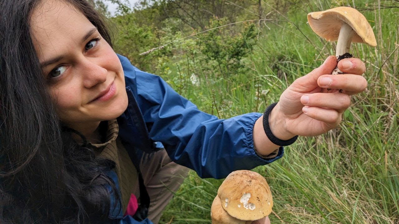 La mia prima prugnolaia!😍 | FUNGHI PRUGNOLI (Calocybe gambosa)