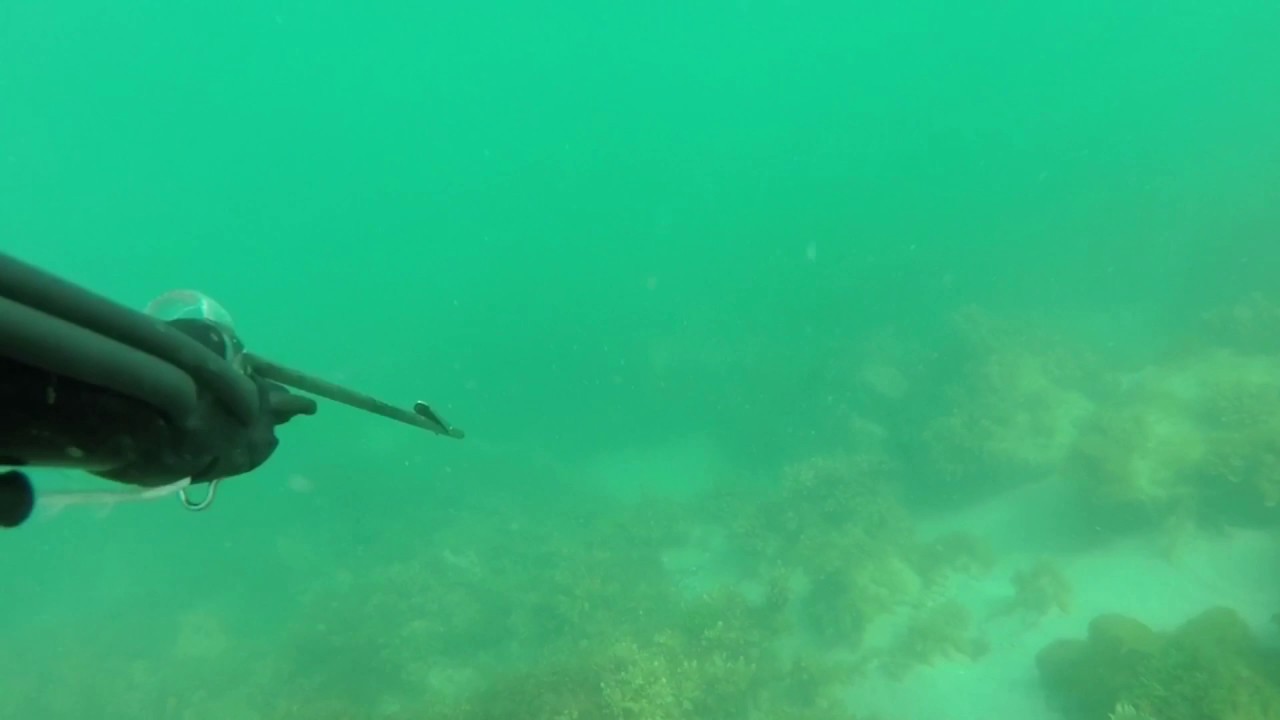 Spearfishing for Snook in Mt.Eliza Victoria