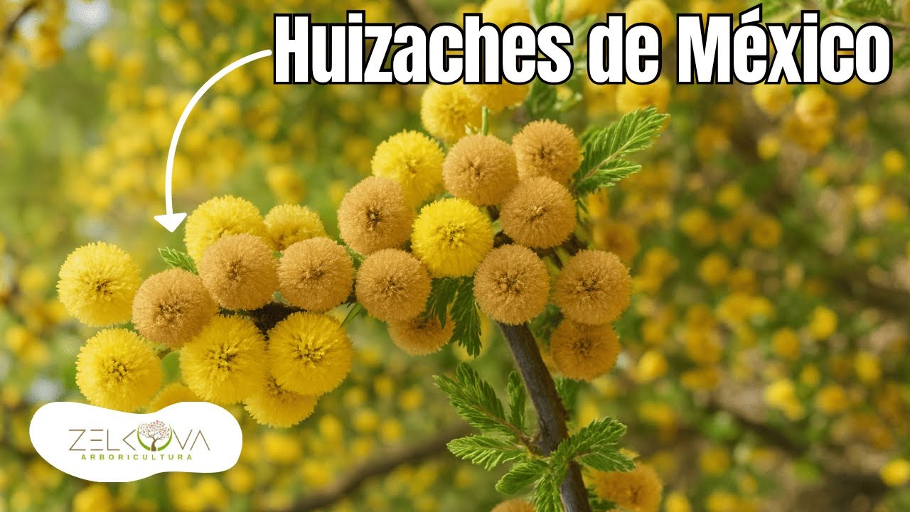 ¿Sabías que hay 3 tipos de Huizache en México? -  Descubre sus secretos