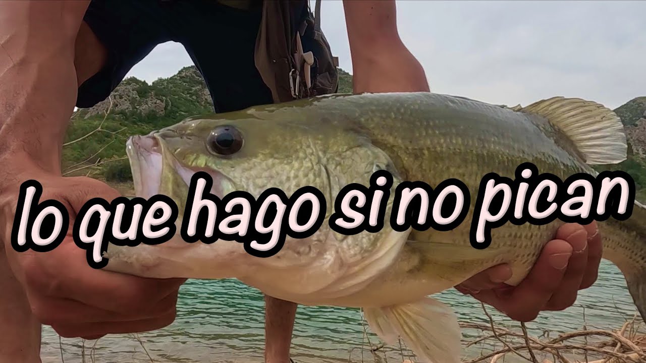 TÉCNICAS que me SALVAN JORNADAS!!! - Grabo un bass y a sus curiosas crias, la nueva generación!!!