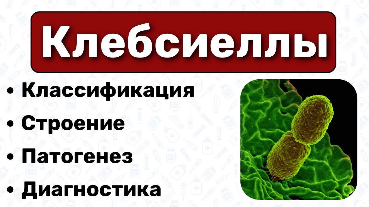 Клебсиеллы: строение, патогенез, диагностика / Микробиология