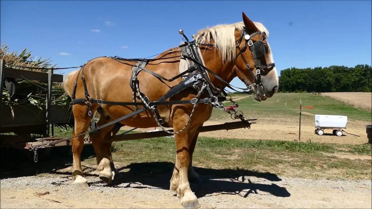 Silo Filling with Draft Horses & Steam & Stearman - Part 2 of 2