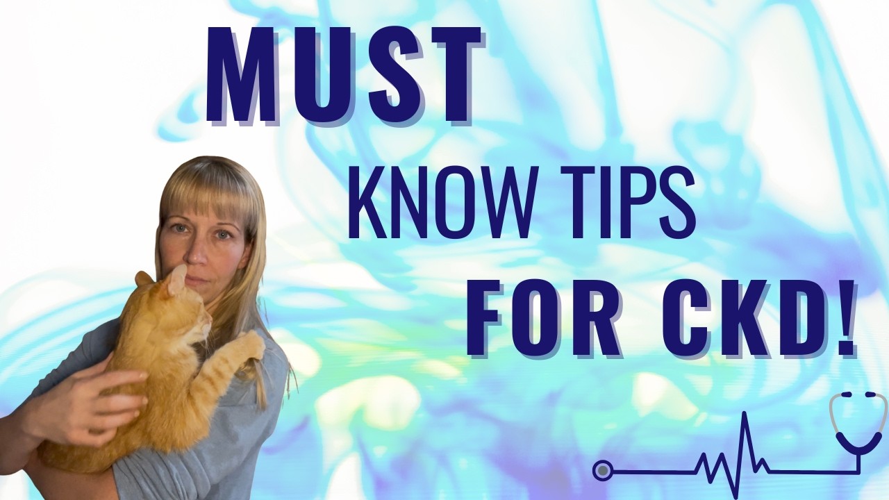 Советы, которые необходимо знать при лечении ХБП у кошек