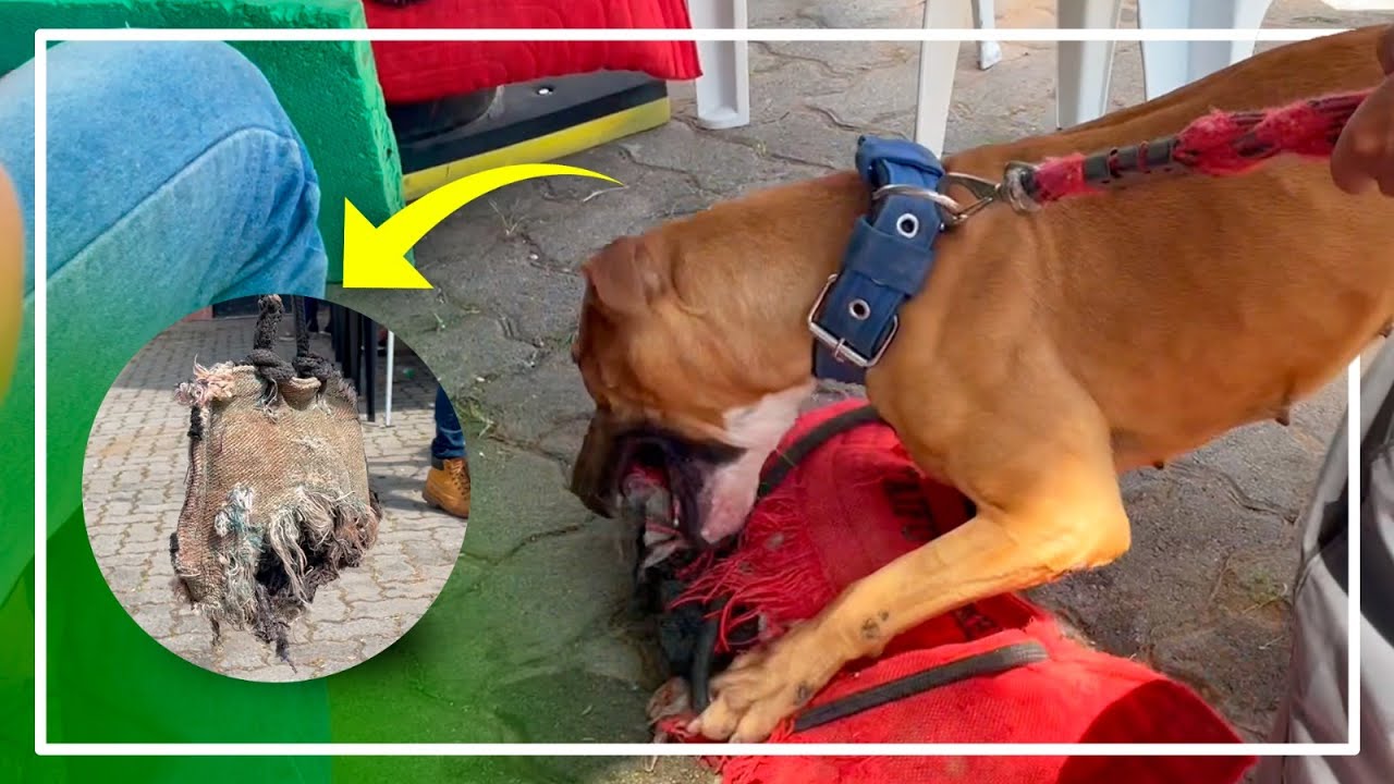 EXPOSIÇÃO E GAME DOG! - Cinobras TV