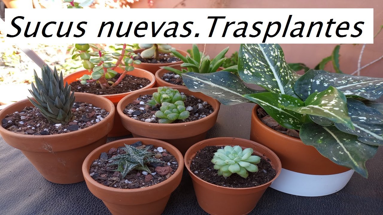 Suculentas nuevas-Trasplantes-Video Popurrí #cactusysuculentas #lasplantasdegeral #jardin #echeveria