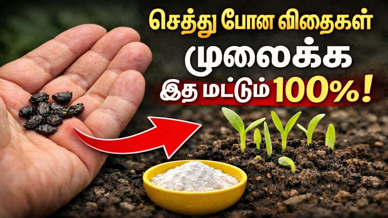 செத்துப்போன விதைகளை தூக்கி எறியாதீர்கள்! இந்த ஒரு பொருள் போதும், 100% முளைக்கும்!