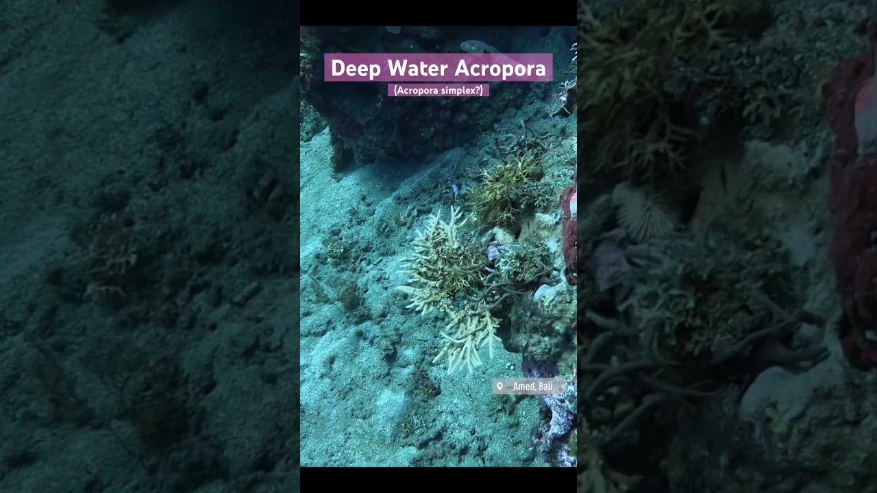 Rare Deep Water Acropora in the Wild at 40m Deep! 
