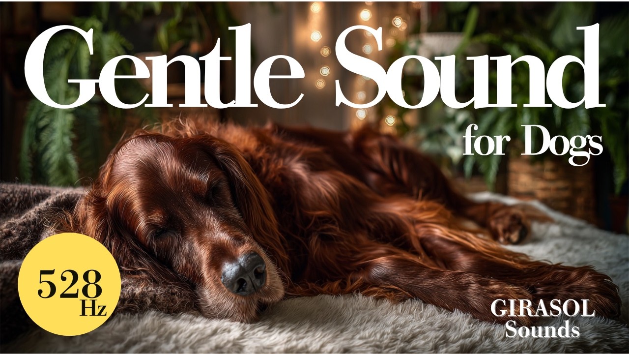 Calm Sounds for Dogs Home Alone | Gentle Music for Separation Anxiety | 10H