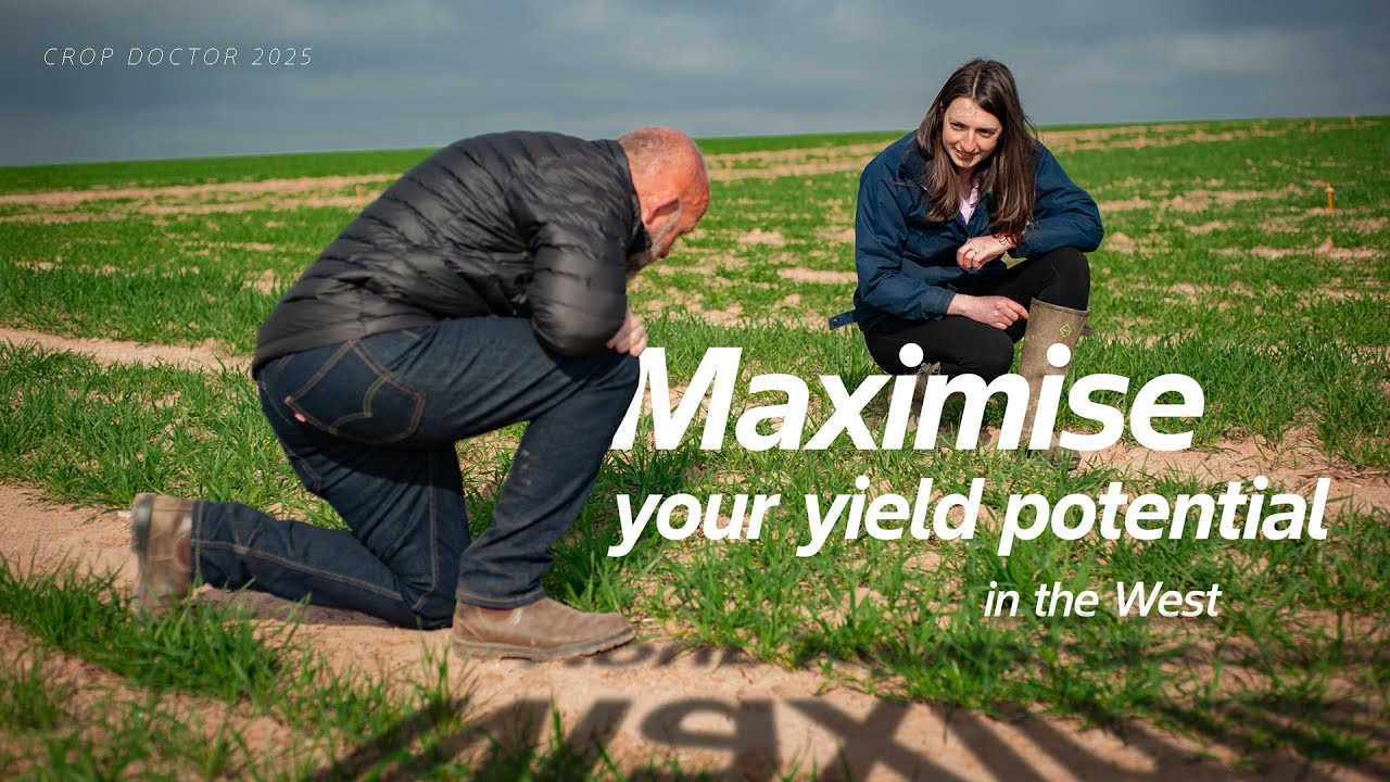 Crop Doctor, West | Making fungicide decisions at T1