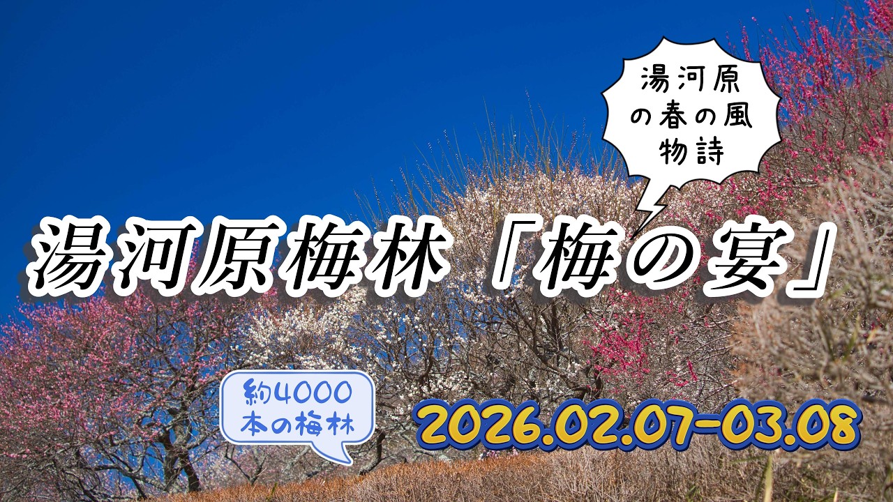 湯河原梅林「梅の宴」2026 約4000本の紅白梅が彩る絶景 神奈川県・幕山公園　関東屈指の梅名所
