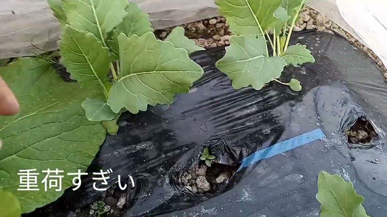 玉ねぎ苗育苗（ケルたま）とコールラビの間引きでまたトラブルじゃあい！